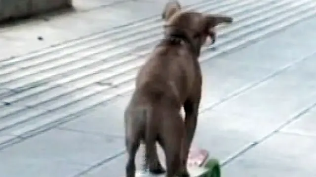 Anjing Pengendara Mobil
