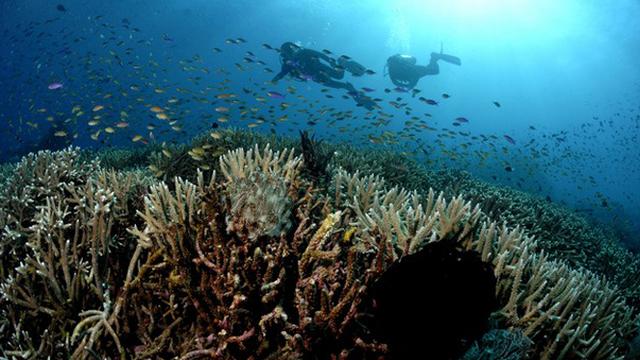 5 Surga Bawah Laut di Indonesia yang Jadi Spot Diving Paling Seru