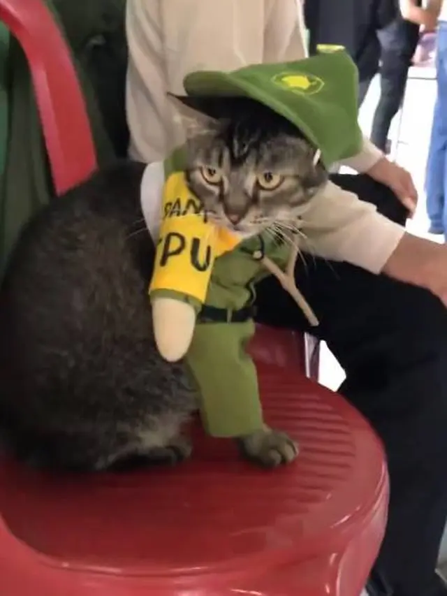 Viral Aksi Kucing Jadi Petugas Linmas di TPS Ini Ekspresinya Kocak