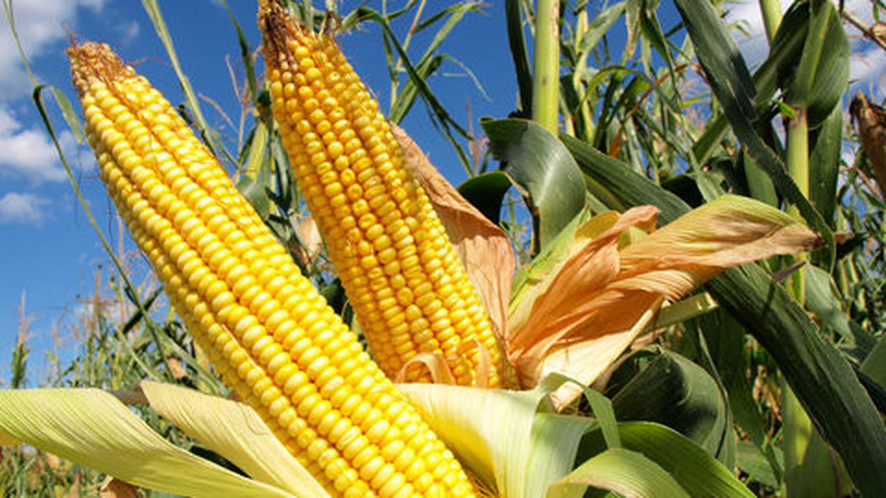 Tanaman jagung di Gorontalo gagal panen, petani rugi besar