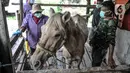 Dokter hewan dari Suku Dinas KPKP Jakarta Timur memeriksa kondisi kesehatan kuda delman di kawasan Pengarengan, Cakung, Jakarta, Kamis (25/2/2021). Petugas juga memberikan bantuan pakan sekaligus edukasi kepada peternak. (merdeka.com/Iqbal S. Nugroho)