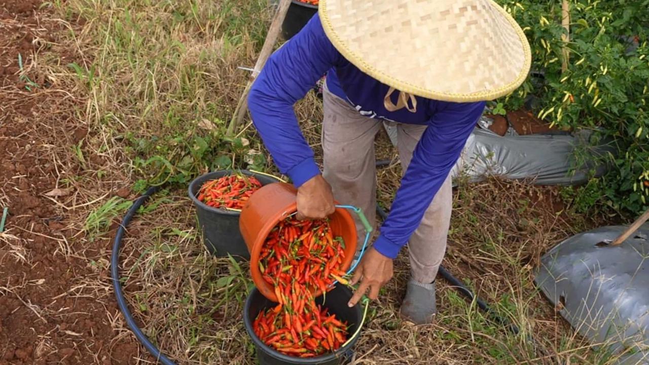 FOTO: Kasad Jenderal Maruli Panen Raya di Gunung Hejo, Dorong Ketahanan Pangan Lewat Agroforestry