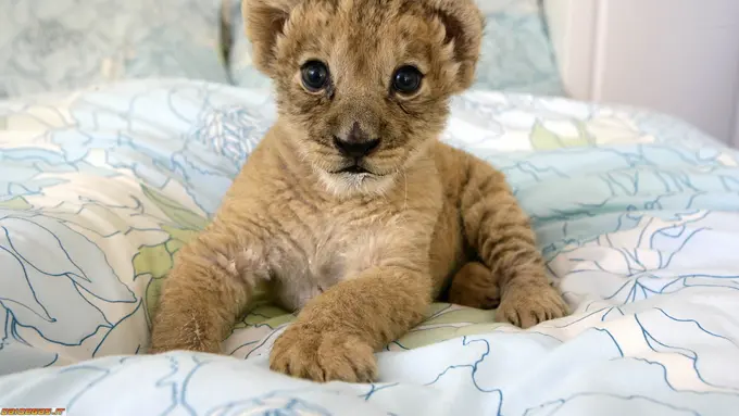 [Bintang] Menyimak Tingkah Laku Bayi Hewan yang Bikin Gemas Seharian