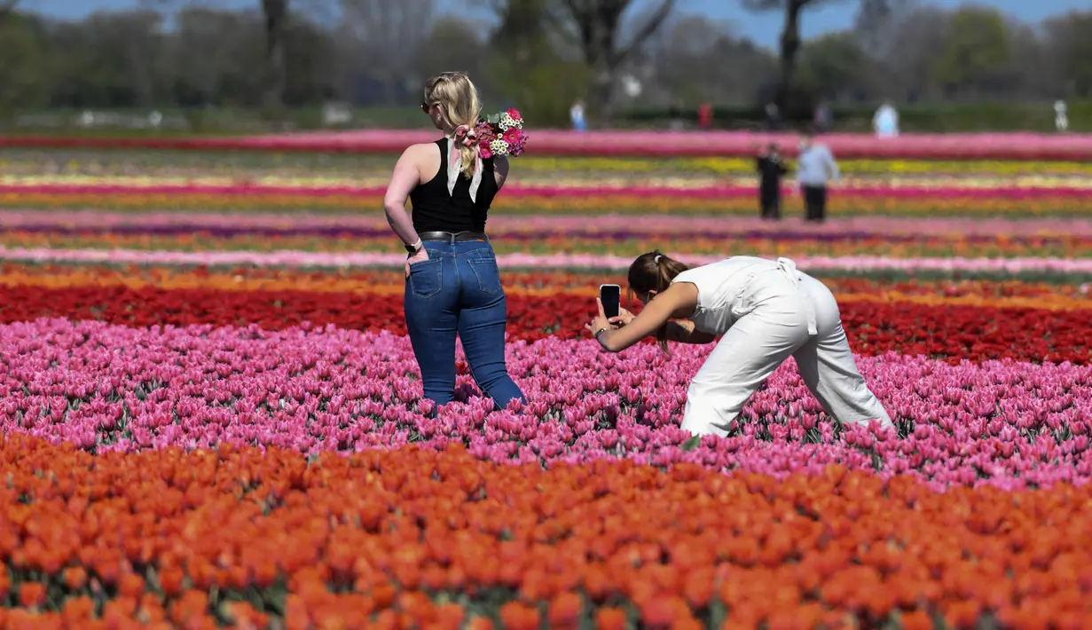 Seorang perempuan berpose untuk foto di ladang tulip dekat Grevenbroich, Jerman barat, pada 23 April 2021. Meski identik dengan Belanda, bunga tulip sendiri dikembangkan di banyak negara Eropa. (INA FASSBENDER / AFP)