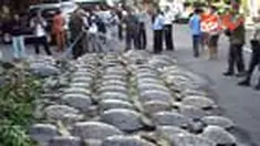 Aparat Polda Bali menggagalkan penyelundupan puluhan penyu langka jenis penyu hijau. Penyu hijau ini rencananya hendak di perjualbelikan di kawasan Kota Denpasar.