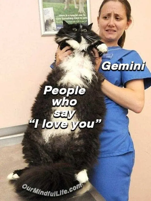 meme gemini