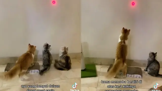8 Tingkah Lucu Koma, Kucing Kesayangan Warga TikTok yang Berpisah dengan Pemiliknya