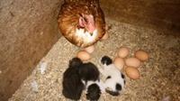 Seekor ayam betina tampak mengerami telurnya tak jauh dari anak-anak kucing yang belum lama dilahirkan