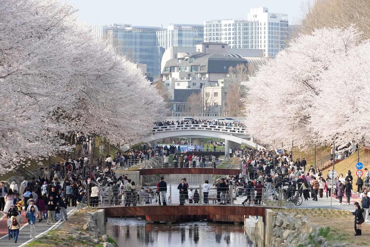 FOTO: Mekarnya Bunga Sakura Warnai Musim Semi di Seoul