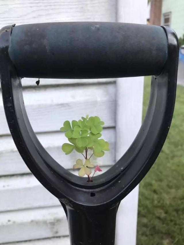 Bikin Heran, Ini 6 Potret Tanaman Tumbuh di Tempat Tak Lazim