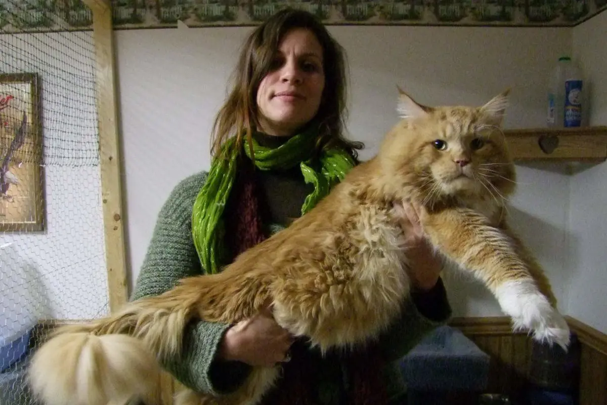 Kenalan dengan Maine Coon, Ras Kucing Terbesar di Dunia