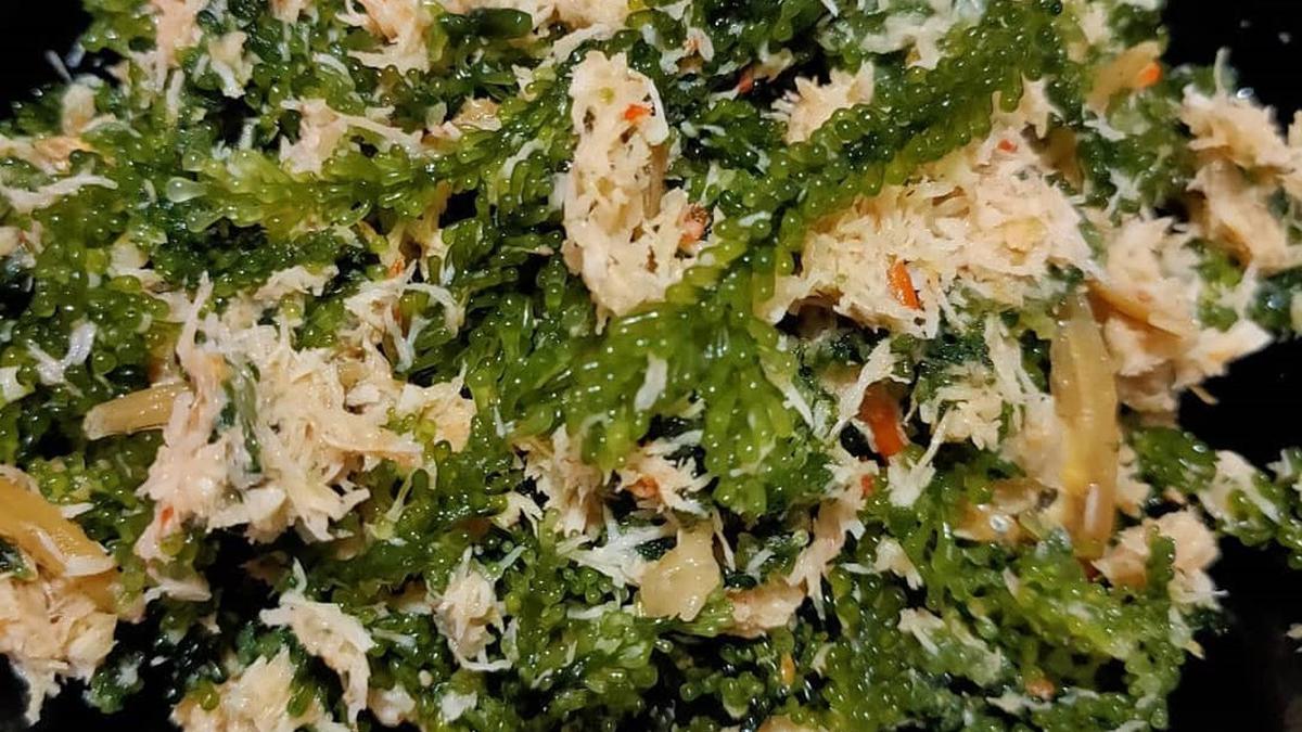 Resep Urap Latoh Khas Jepara, Sensasi Gurih Anggur Laut di Meja Makan