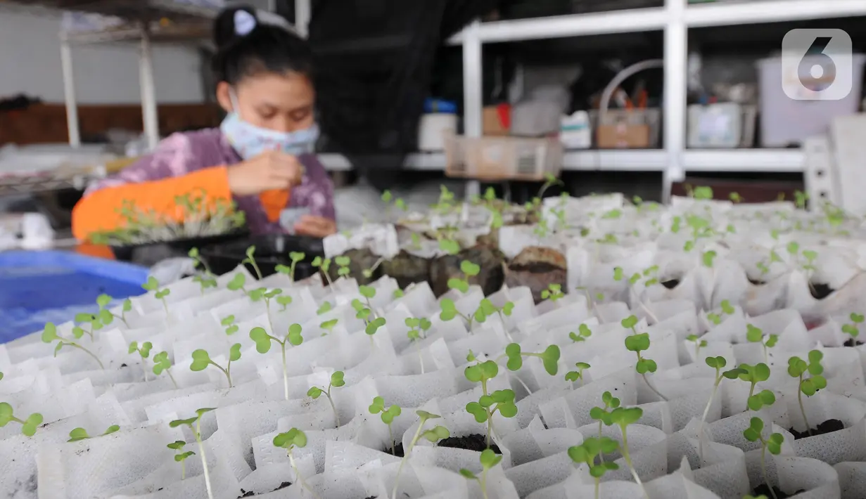 Aktivitas Maisa yang penyandang autisme dalam kebun hidroponik di kawasan Ciganjur, Jakarta, Rabu (9/2/2022). Berkat dukungan kedua orang tuanya, Kebun Maisya Petani yang dikelolanya selama lebih dari dua tahun mampu mencukupi kebutuhan sehari-hari dan pegawainya. (merdeka.com/Arie Basuki)