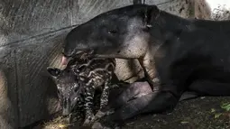 Tapir berumur satu tahun bernama "Milagro" terlihat bersama induknya di kandang mereka di Kebun Binatang Nasional di Masaya, Nikaragua, pada 10 Desember 2020. Tapir adalah salah satu mamalia yang terancam punah di Nikaragua akibat degrasi habitatnya. (Inti OCON / AFP) 