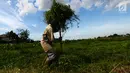 Suwandi (80) mengumpulkan rumput yang dia cari di perkebunan Kalimalang, Jakarta, Jumat (4/1). Suwandi mencari rumput untuk makan ternak sapi dengan upah Rp 5000 per ikat. (Merdeka.com/Imam Buhori)