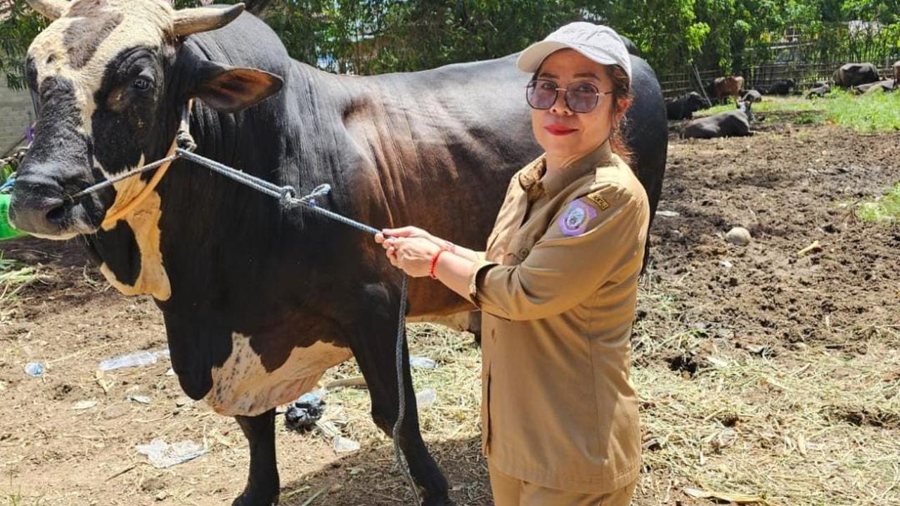 drh Feny Reny Rimporok