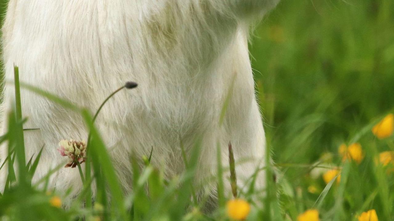 <b>Perbedaan Kambing PE dan Jawa Randu</b>