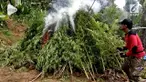 Tim gabungan Mabes Polri, Polda Aceh, Polres Lhokseumawe, dan Polsek Sawang menggelar operasi pemusnahan ladang ganja. Operasi tersebut dilakukan di tengah hutan di Dusun Uteun Punti, Desa Sawang, Kecamatan Sawang, Kabupaten Aceh Utara.