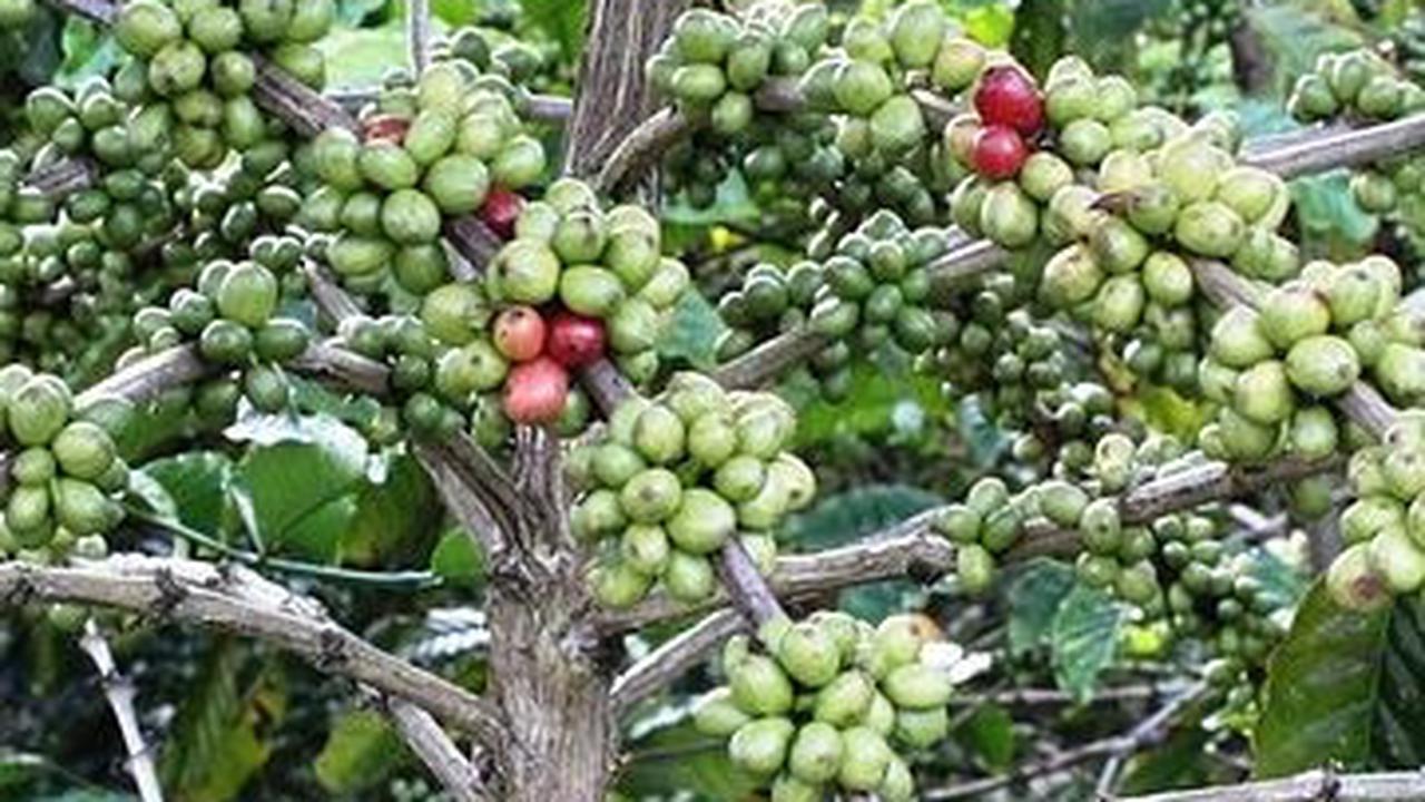 Sejarah Perkebunan Tlogo di Semarang, Perkebunan Kopi Peninggalan Belanda yang Punya Panorama Alam Indah