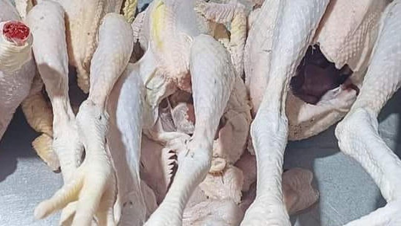 Tanpa Daun Nangka, Ini Cara Cepat Membuat Ayam Kampung yang Alot Jadi Cepat Empuk