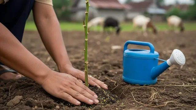 Cara Tanam Rambanan untuk Pakan Kambing