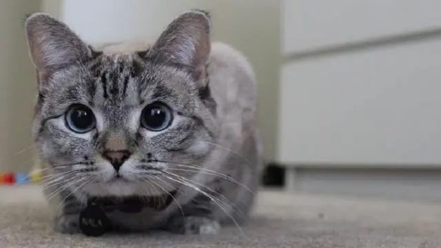 Gemas! Ini 5 Akun Kucing Paling Populer di Instagram