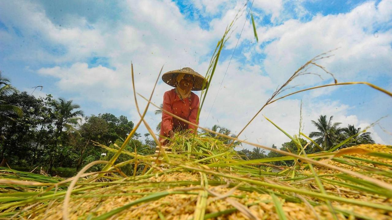 Kendati begitu, dia mengeluhkan soal ketersediaan pupuk, padahal petani di Sigi dapat melakukan panen hingga tiga kali setahun.&nbsp;