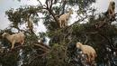 Kambing pemanjat pohon memakan Argania Spinosa, yang dikenal sebagai pohon Argan, di Essaouira, Maroko, Rabu (4/4). Setiap tahun, Argan memasuki musim berbuah sekitar bulan Juli dan sekawanan kambing akan langsung menyerbu pohon Argan (AP/Mosa'ab Elshamy)
