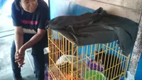 Kucing hitam berhasil diselamatkan setelah terjebak sekitar delapan jam di bangunan Pasar Legi Solo yang terbakar, Selasa (30/10/2018). (Solopos/Chrisna Canis Cara)