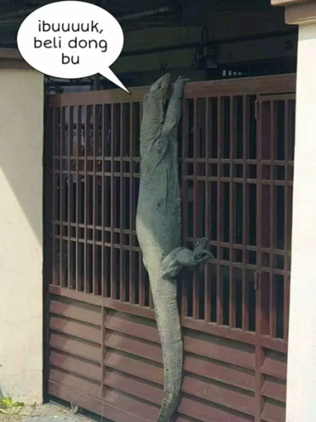 8 Meme Kocak Biawak Raksasa Memanjat Pagar Rumah