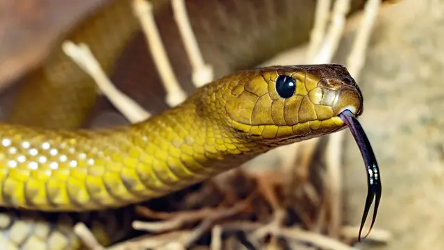 Inland Taipan