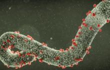 Marburg, Virus Mematikan dari Afrika