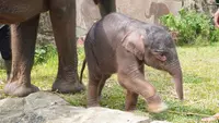 Potret Anak Gajah Sumatera yang Lahir di Taman Satwa Lembah Hijau Lampung