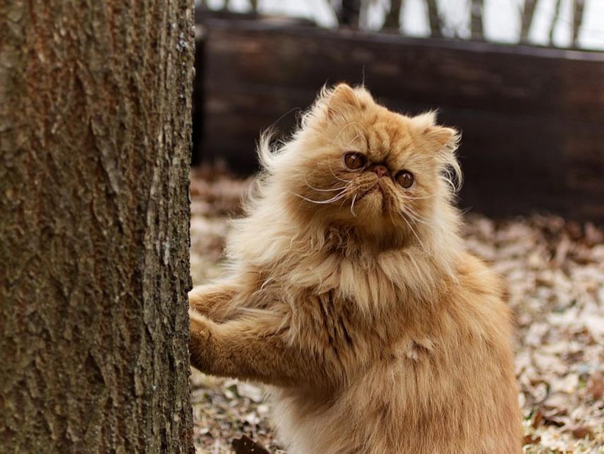 4. Kucing Bisa Berkeringat