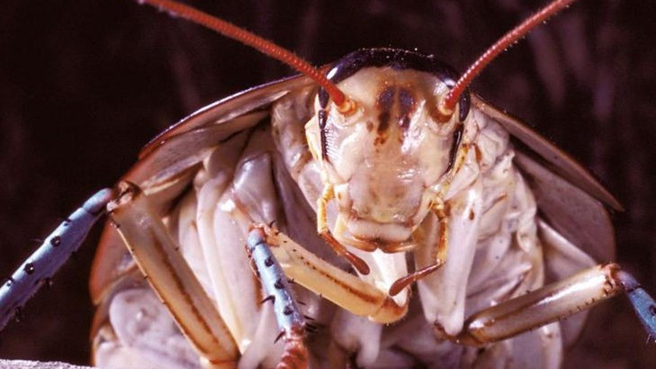 Penyakit yang Dapat Disebabkan Oleh Cicak dan Kecoa