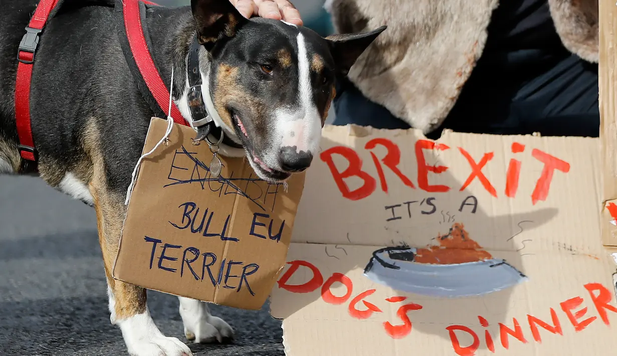 Pemilik anjing dan hewan peliharaan mereka berkumpul sebelum pawai anti-Brexit di London, Minggu (7/10).  Penyelenggara gerakan yang disebut 'Wooferendum' itu berpendapat bahwa hewan akan menderita karena meninggalkan Uni Eropa. (AFP/Tolga AKMEN)