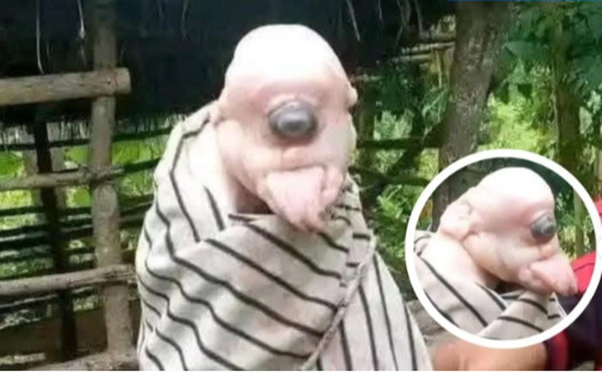 Anak Babi Berbentuk Unik Bikin Heboh