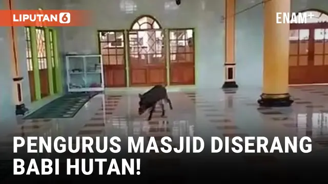 VIDEO: Geger! Babi Hutan Masuk Masjid saat Diburu Warga