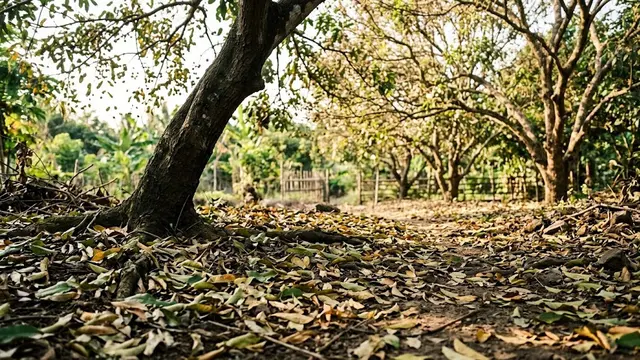 Daun Berguguran Sebelum Waktunya
