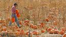 Seorang pria membawa sejumlah labu untuk perayaan hari Halloween mendatang di pick sendiri Rock Creek Pertanian di Broomfield, Colorado, (27/10). Hari Halloween dirayakan setiap tahun pada tanggal 31 Oktober. (REUTERS/Rick Wilking)