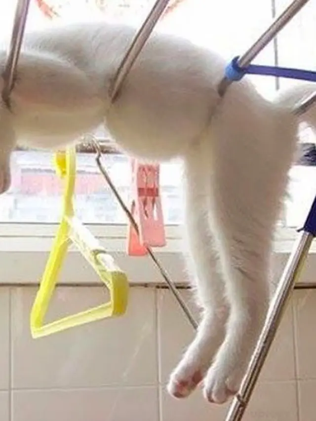 7 Foto-Foto Kucing Super Kocak, Banyak Gaya tapi Bikin Gemas