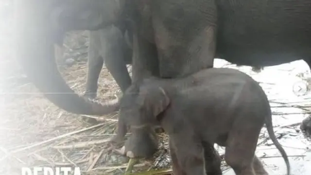 Anak Gajah