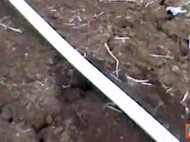 Kekeringan, Sawah Warga Purworejo Ditanami Palawija