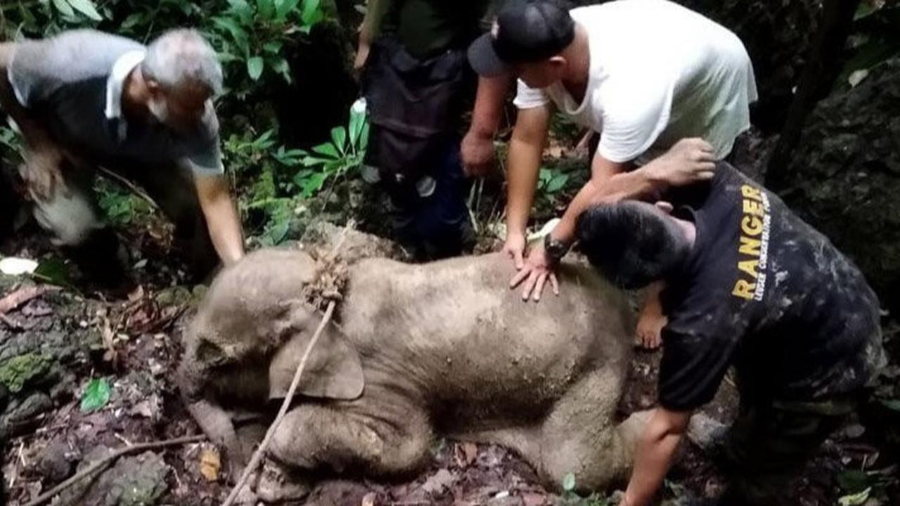 Misteri Kematian Anak Gajah di Taman Nasional Tesso Nilo Akibat Virus EEHV, Belum Ada Vaksin Mencegah