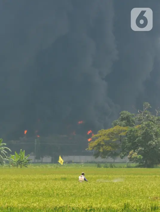 Petani beraktivitas dengan latar belakang akibat kebakaran Kilang Balongan di Indramayu, Jawa Barat, Senin (29/03/2021). Kilang Balongan milik PT Pertamina di Indramayu terbakar pada 29 Maret 2021 mulai sekitar pukul 00.45 dini hari. (merdeka.com/Arie Basuki)