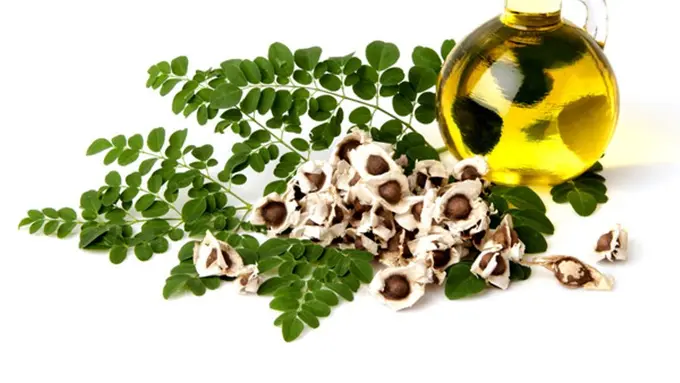 [Bintang] Yuk! Manfaatkan Minyak Biji Kelor buat Kecantian Kulit dan Rambut