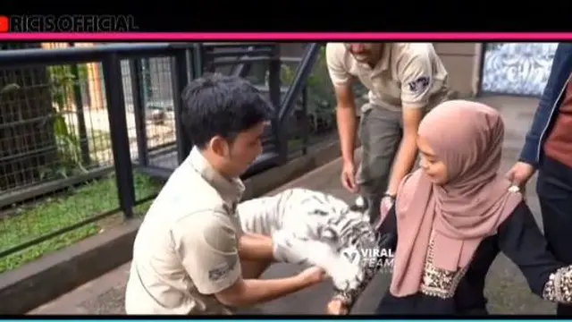 Ria Ricis mencoba digigit anak harimau
