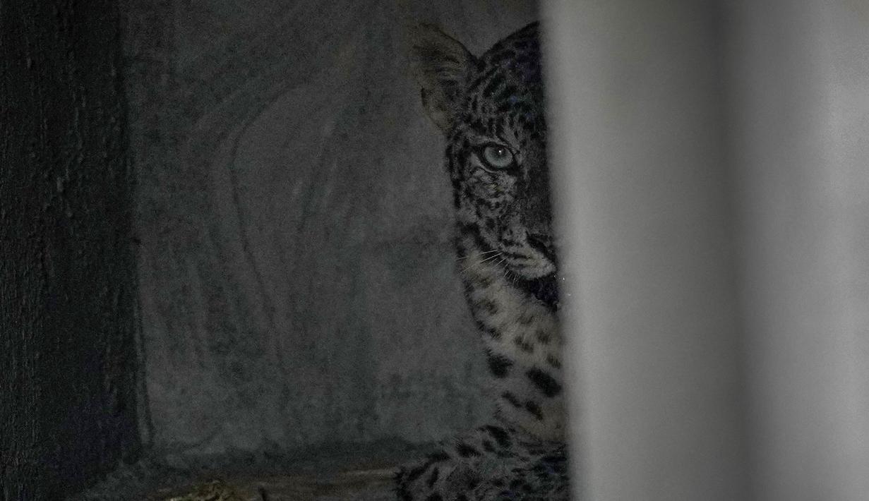 Sesuai laporan, pada pagi hari, seorang anak laki-laki diserang macan tutul. (AP Photo/Anupam Nath)