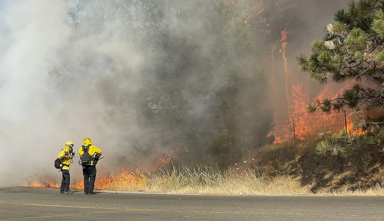 Petugas pemadam kebakaran membakar bahan bakar di Grass Valley, California, Rabu (25/8/2021). Kebakaran hutan California Utara yang telah membakar ratusan rumah bergabung dengan api di timur Los Angeles yang juga menghancurkan bangunan. (Elias Funez/The Union via AP)