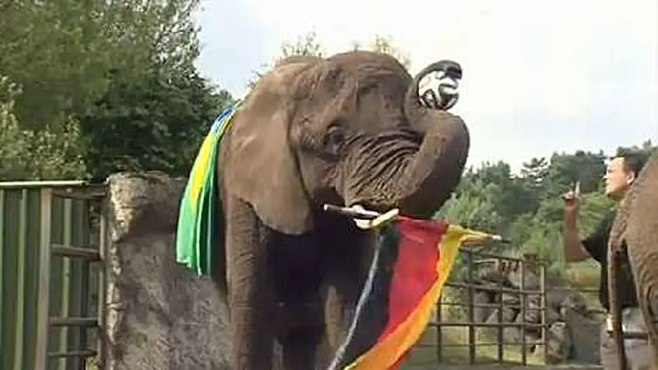Gajah Nelly 140708